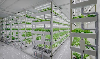 Ecco come il vertical farming sta rivoluzionando l agricoltura urbana | AgriCook